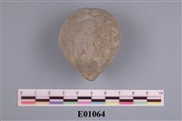 藏品(腕足類化石)的圖片